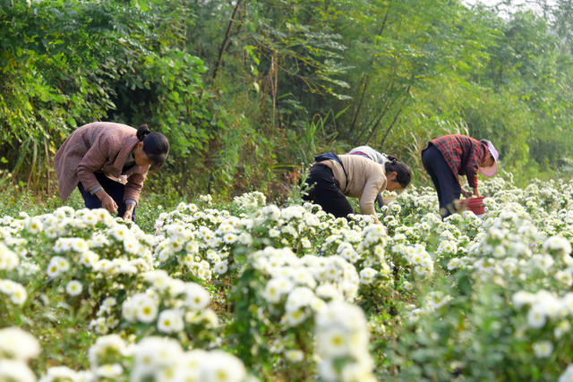 农业  菊花种植  采收季节  烘干加工  农民增收