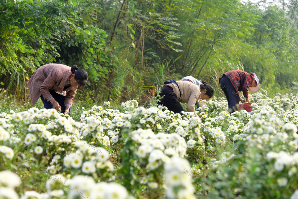 农业  菊花种植  采收季节  烘干加工  农民增收