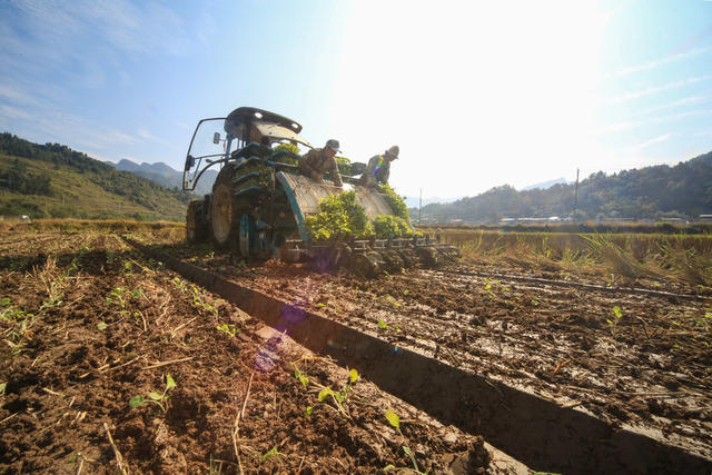 湖南，龙山，深秋，农机，栽种，油菜苗，农时