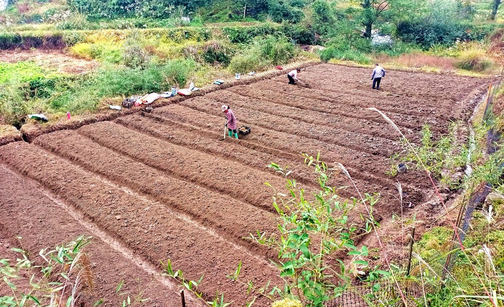 药材 移栽 致富