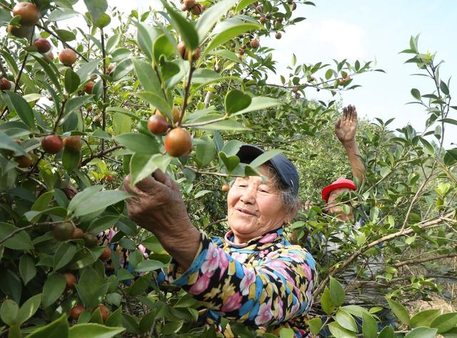 油茶丰收采摘忙    农户增收“油”盼头
