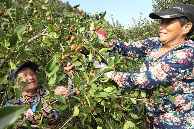 油茶丰收采摘忙    农户增收“油”盼头
