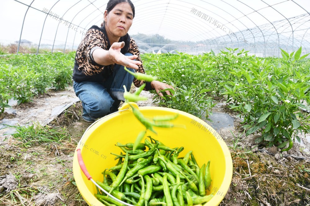 蔬菜产业助增收