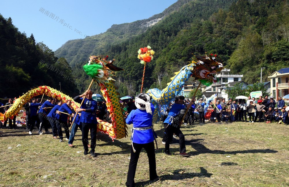 民俗 接龙 苗族 丰收 舞龙 接龙舞  