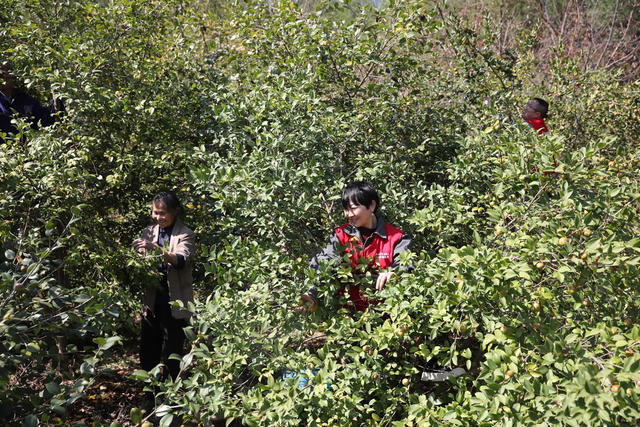 龙山  油茶  丰收 