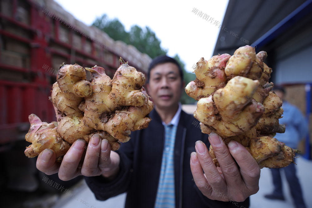 小黄姜 汝城小黄姜 马桥小黄姜 