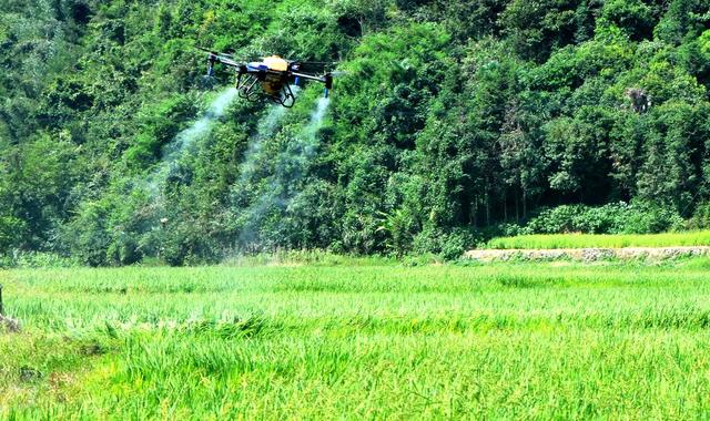 飞防  病虫  防治