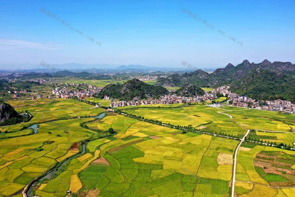 丰收 田园 晚稻