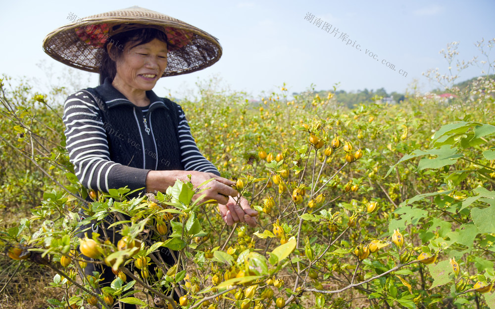 天晴采摘抢收黄栀子