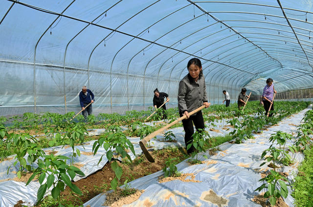 智慧大棚 一棚多用 蔬菜 锄草 田间管理 农作物 农业 农民 增收 农村 育秧大棚