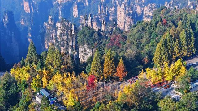 张家界 绚丽秋景   陶醉游客 