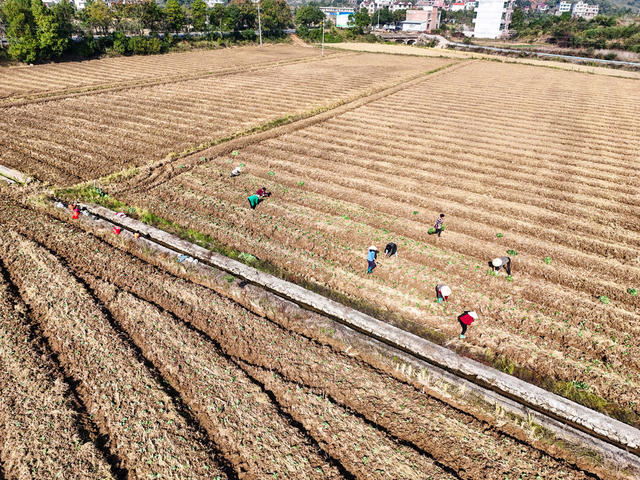 油菜苗  移栽  秋收  秋种  农忙  金秋  时节  