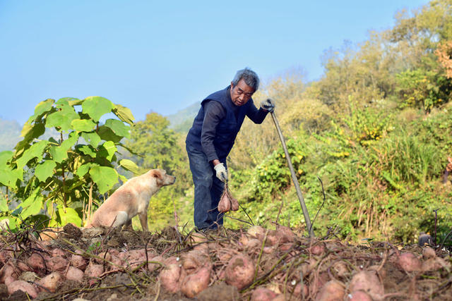 农业 红薯 产业 农民 增收