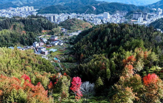 湖南桂东 彩林 城市建筑 生态画卷 枫香