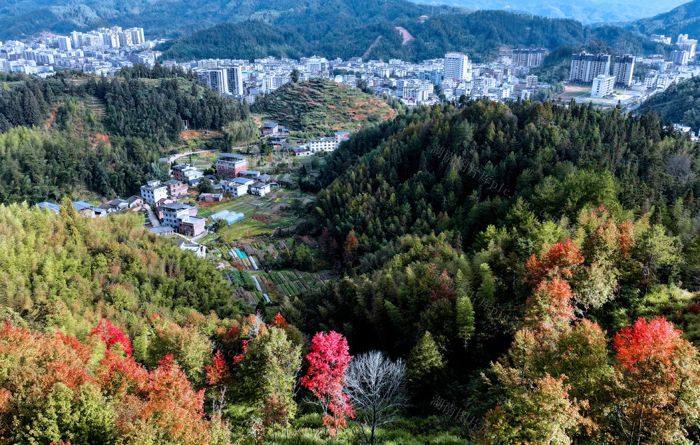 湖南桂东 彩林 城市建筑 生态画卷 枫香