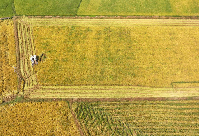秋收 粮食 稻谷 收割 晾晒 