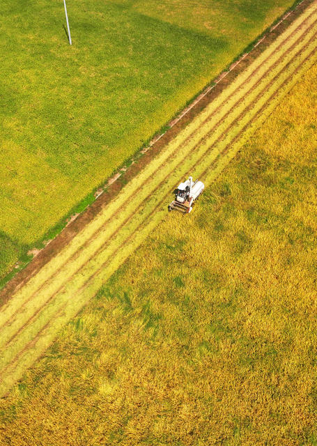 秋收 粮食 稻谷 收割 晾晒 