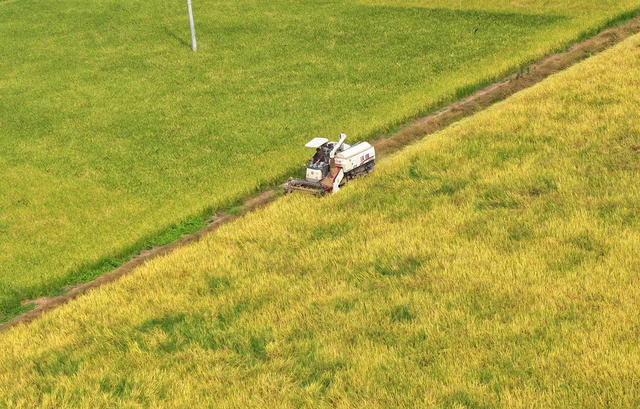 秋收 粮食 稻谷 收割 晾晒 