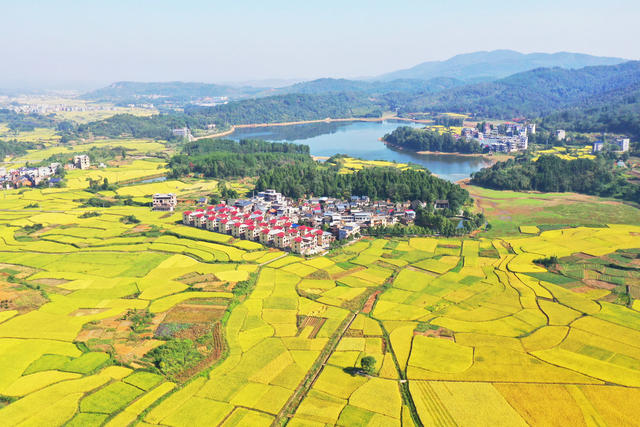 嘉禾：秋染大地乡村美