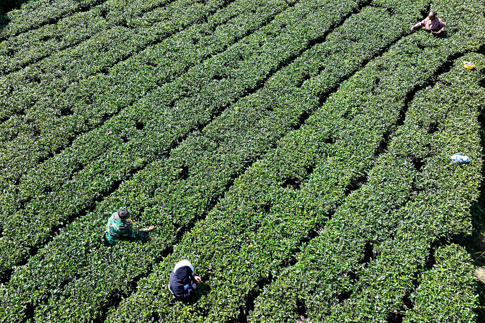 茶 产业 茶农 采摘 秋茶 