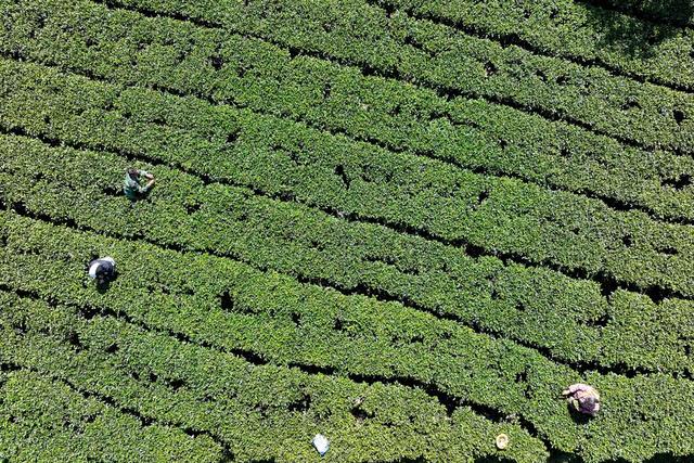 茶 产业 茶农 采摘 秋茶 