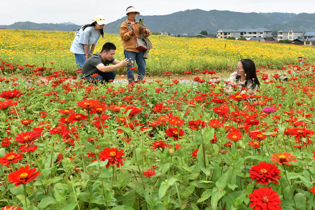 花儿开 游客来