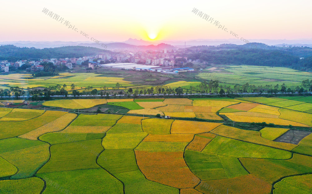 丰收  丰景  晚霞   水稻