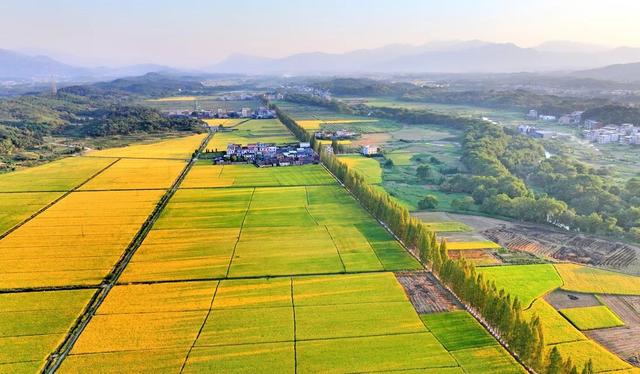 湖南  常宁  晚稻  泛黄