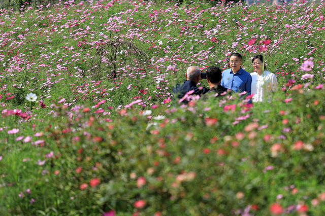 赏花  拍照  游玩  游客  国庆  花海  菊花