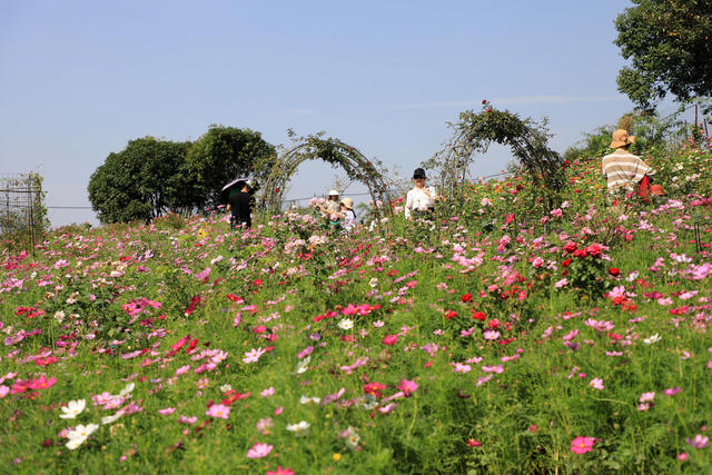赏花  拍照  游玩  游客  国庆  花海  菊花