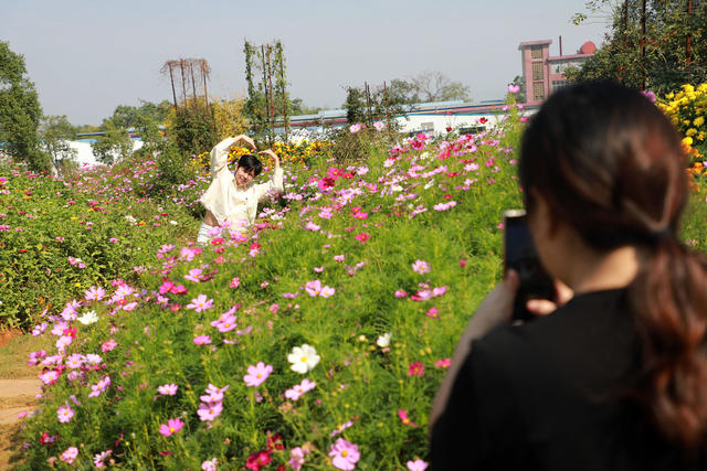 赏花  拍照  游玩  游客  国庆  花海  菊花