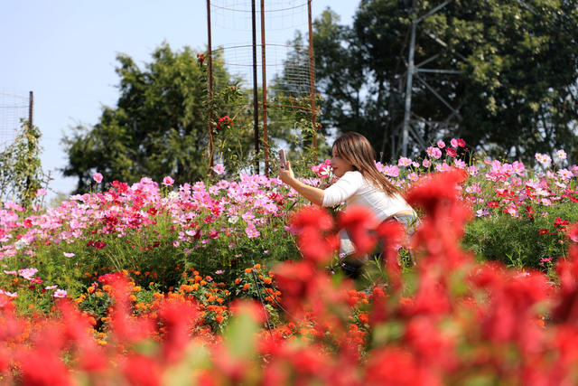 赏花  拍照  游玩  游客  国庆  花海  菊花