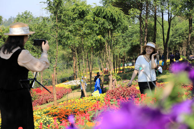 赏花  拍照  游玩  游客  国庆  花海  菊花
