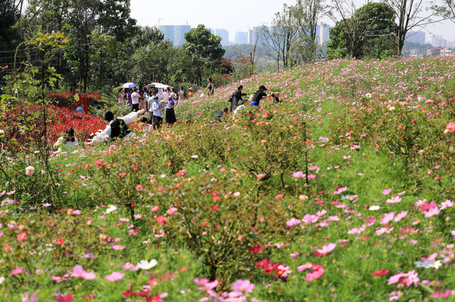 赏花  拍照  游玩  游客  国庆  花海  菊花