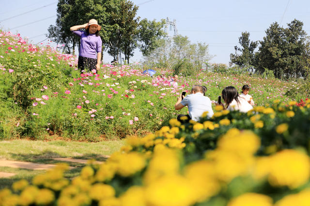 赏花  拍照  游玩  游客  国庆  花海  菊花