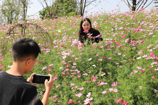 赏花  拍照  游玩  游客  国庆  花海  菊花