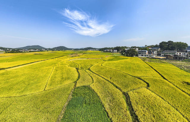 大美中国  大好河山  美丽乡村 丰收 田园风光 秋收  金色田园  秋色  秋景  