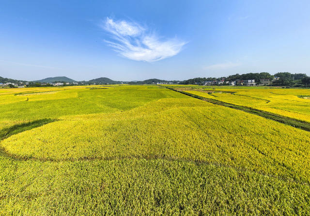 大美中国  大好河山  美丽乡村 丰收 田园风光 秋收  金色田园  秋色  秋景  