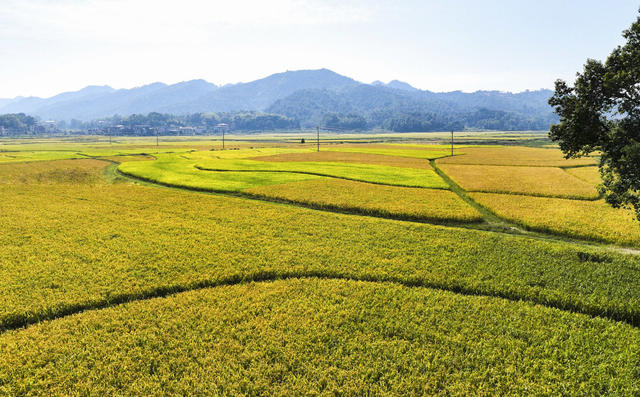 大美中国  大好河山  美丽乡村 丰收 田园风光 秋收  金色田园  秋色  秋景  