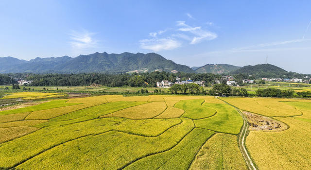 大美中国  大好河山  美丽乡村 丰收 田园风光 秋收  金色田园  秋色  秋景  