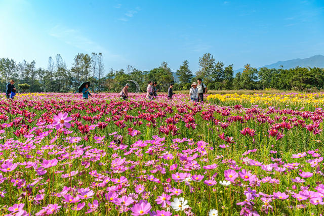 国庆  假期  花海  赏花  游玩