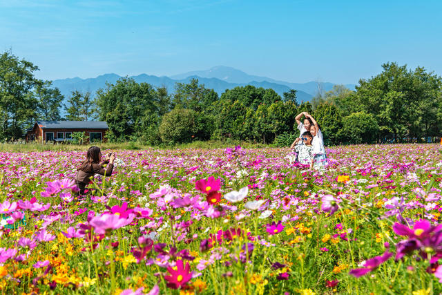 国庆  假期  花海  赏花  游玩