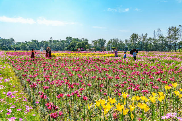 国庆  假期  花海  赏花  游玩