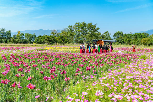 国庆  假期  花海  赏花  游玩