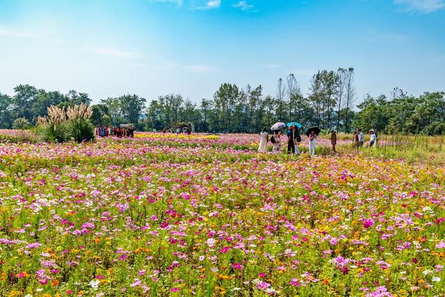 国庆  假期  花海  赏花  游玩