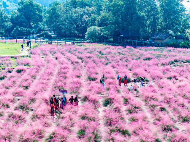 国庆  假期  花海  赏花  游玩
