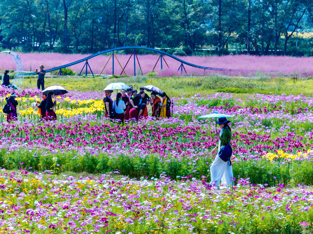 国庆  假期  花海  赏花  游玩