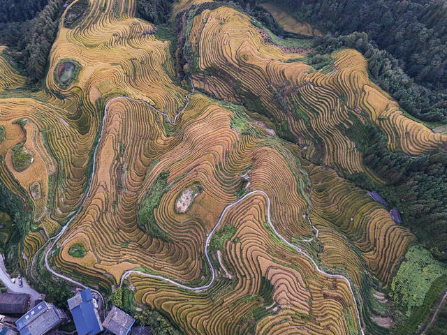 龙脊  梯田  水稻  丰收   风景  自然  旅游  金秋