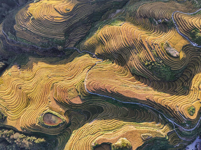 龙脊  梯田  水稻  丰收   风景  自然  旅游  金秋