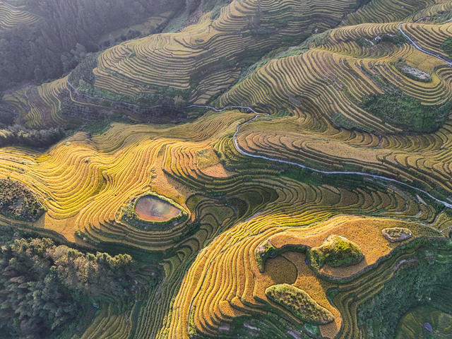 龙脊  梯田  水稻  丰收   风景  自然  旅游  金秋